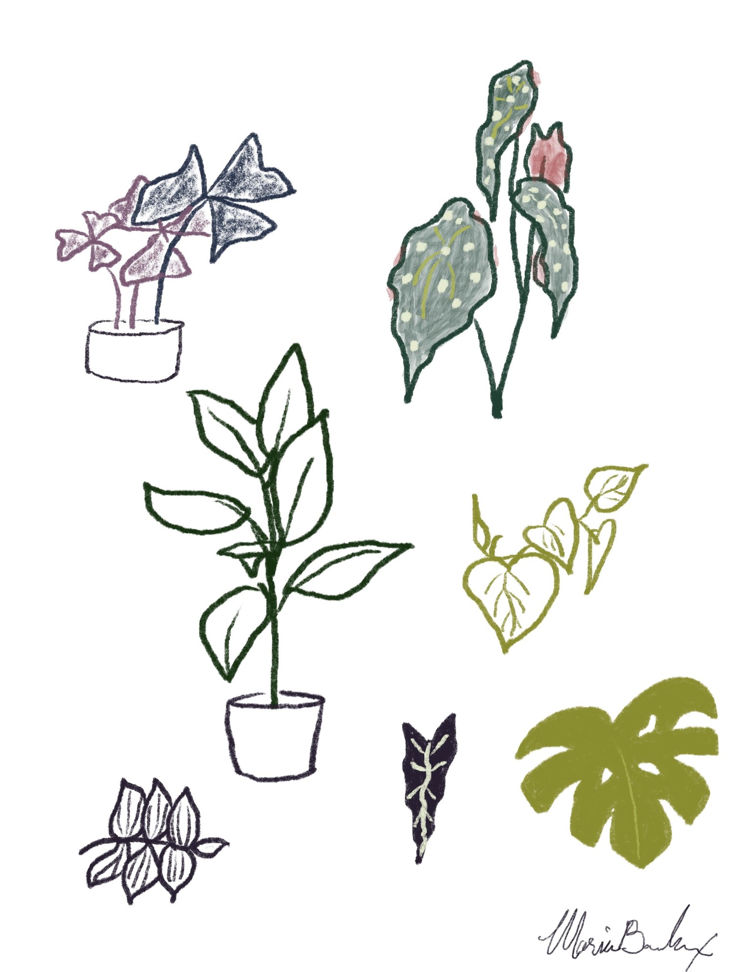 Plant Studies - image 1 - student project