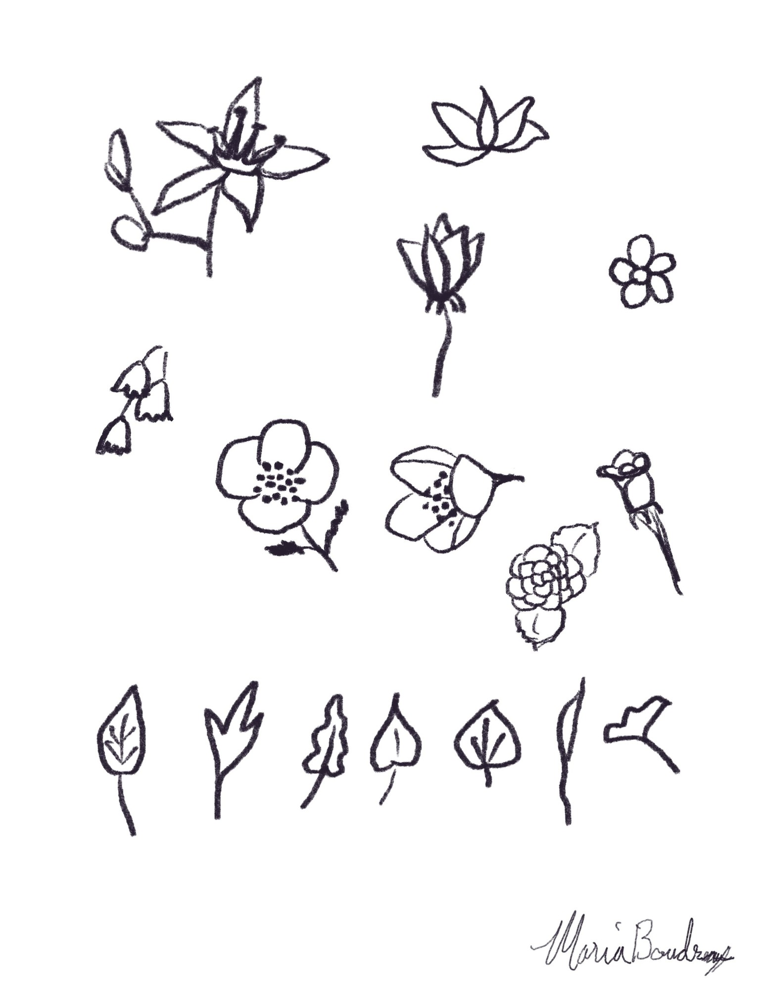 Plant Studies - image 2 - student project