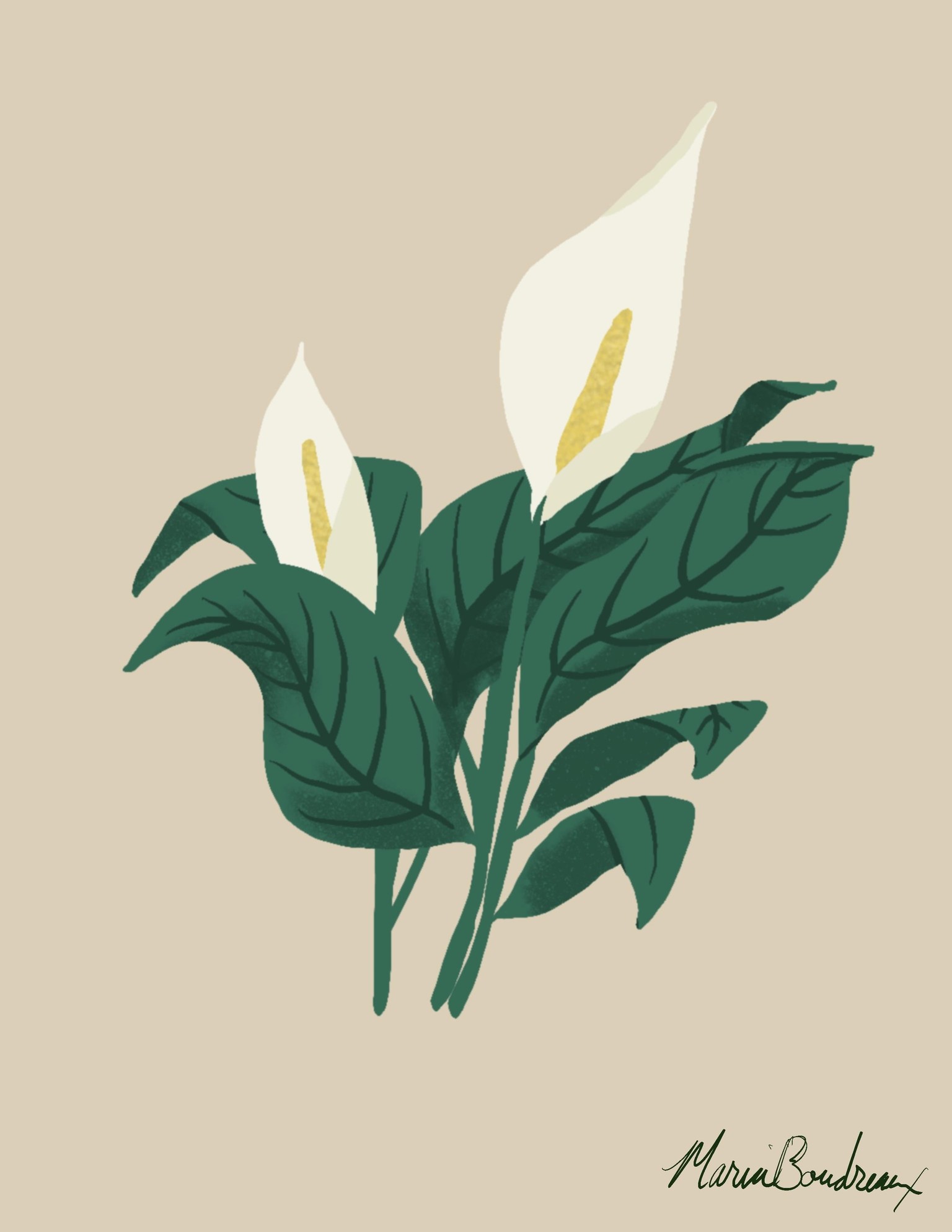 Plant Studies - image 5 - student project