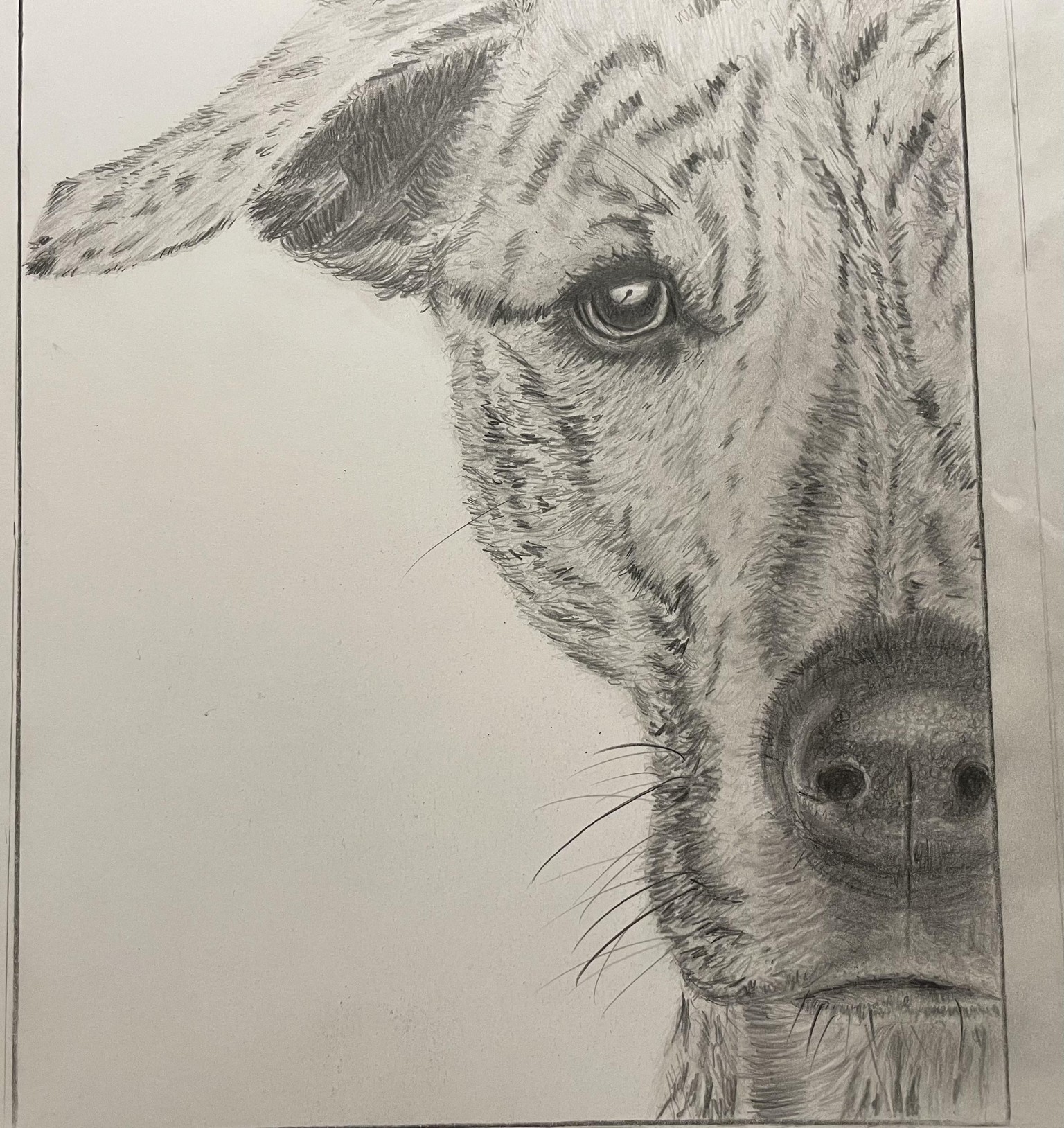 Sparky - graphite pencil - image 1 - student project