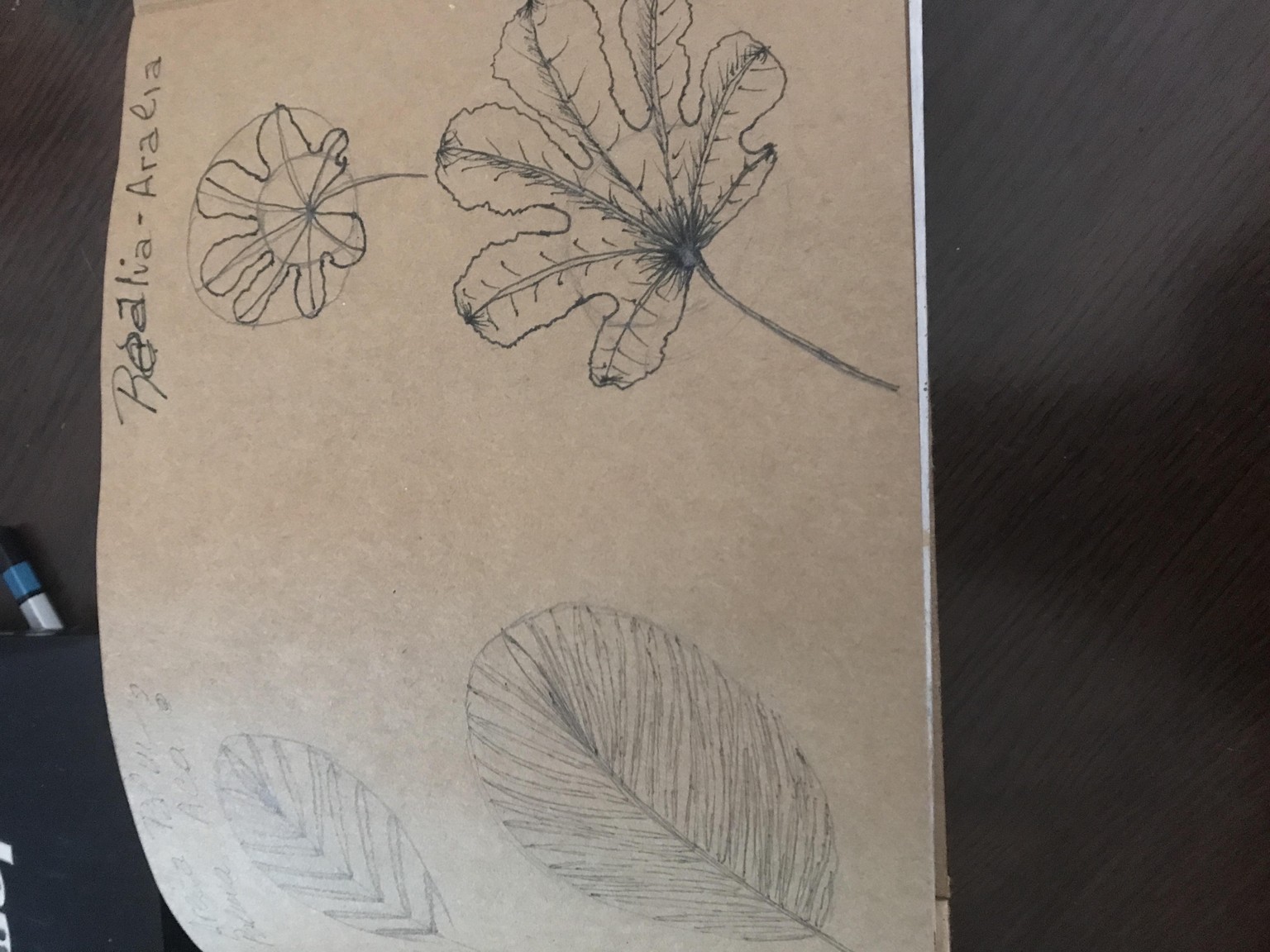 Botánicas Sketchbook. Anne - image 7 - student project