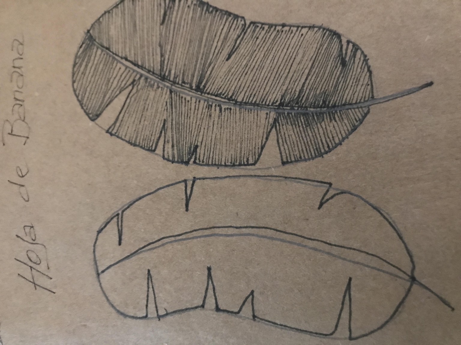Botánicas Sketchbook. Anne - image 5 - student project