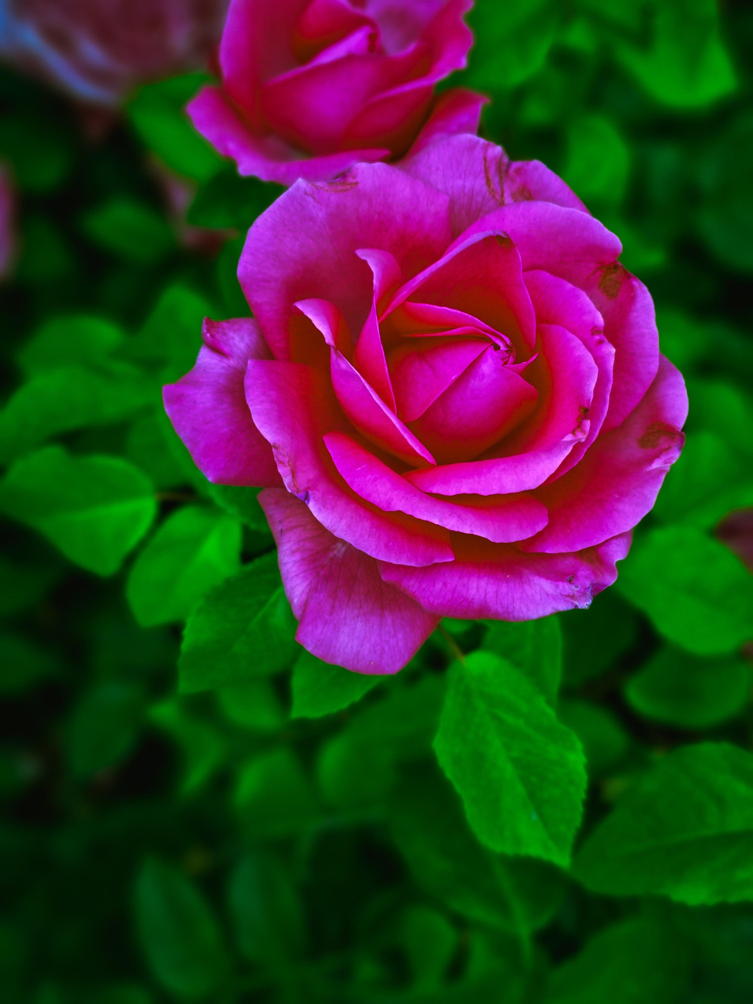 MOBILE Macrophotography - image 5 - student project
