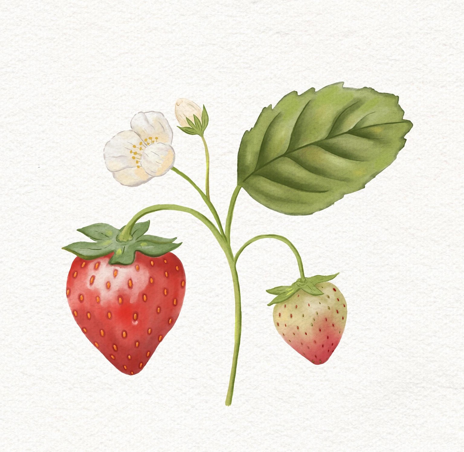 Watercolor Botanicals in Procreate - image 1 - student project