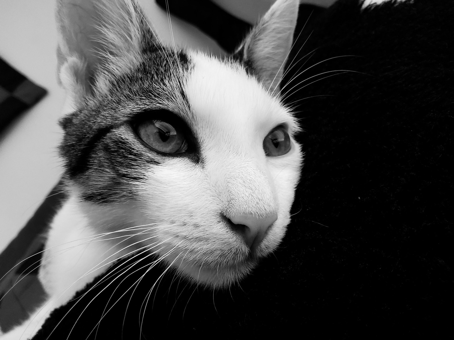 Cat Photography 101 Project - image 2 - student project