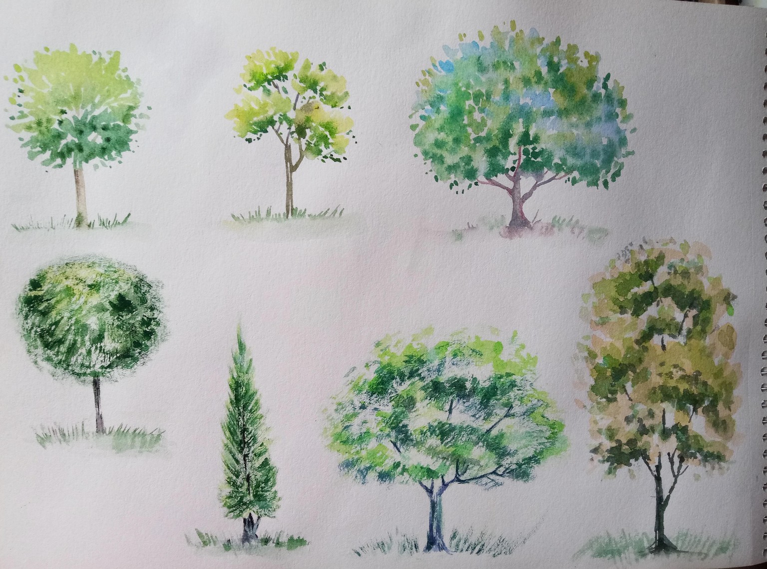 Watercolour Greenery: How to Paint Trees - image 2 - student project