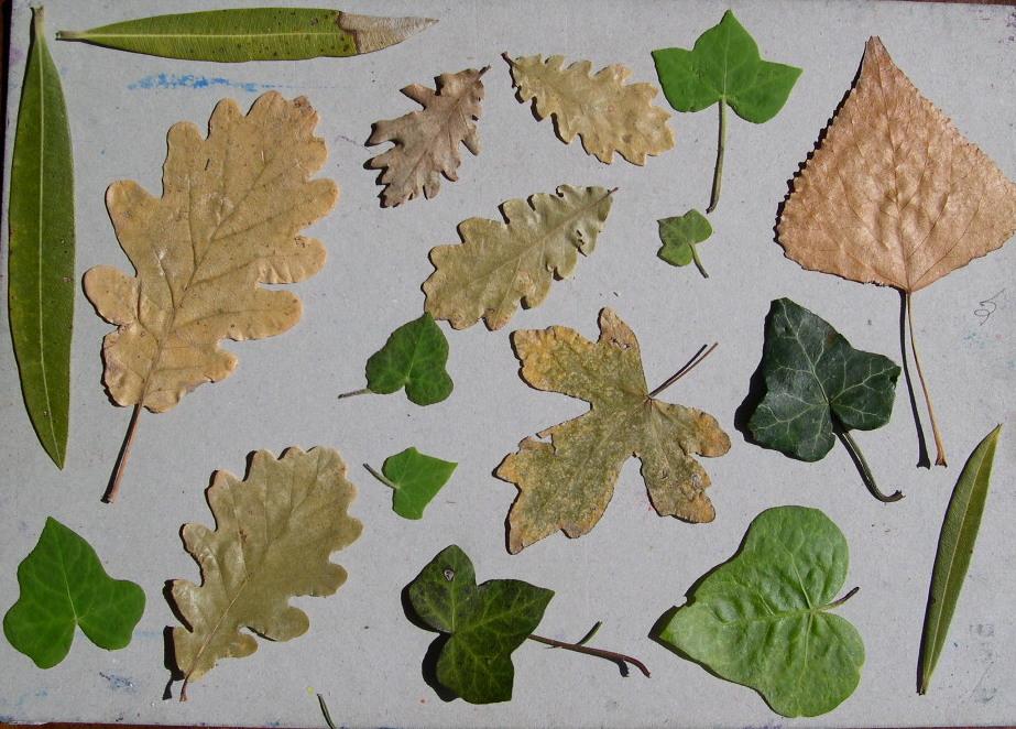 Use Real Leaves to Create an Elegant Pattern with Black Ink or Watercolor - image 1 - student project