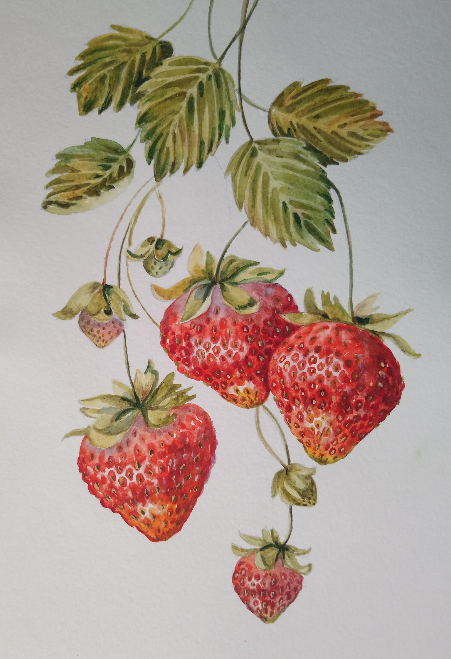 Learn to Paint Realistic Strawberries Without Reference - image 1 - student project