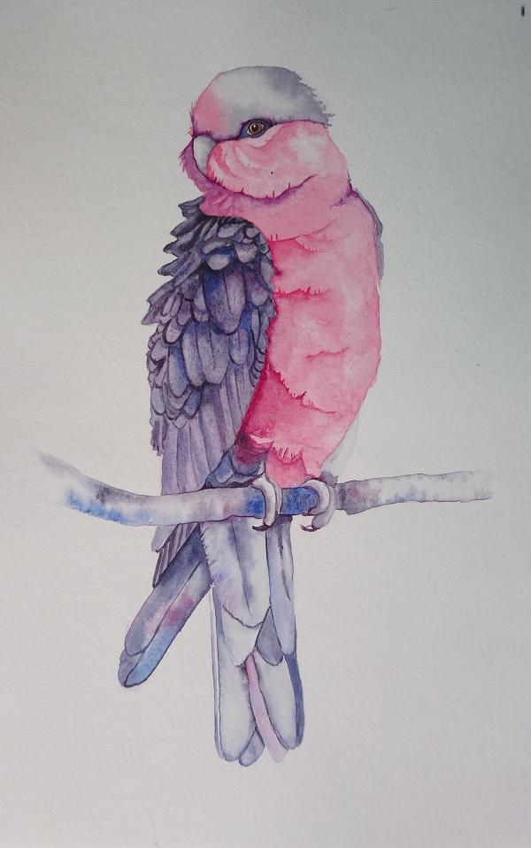 Master Watercolour Techniques: Learn to Paint a Galah in Watercolour - image 1 - student project