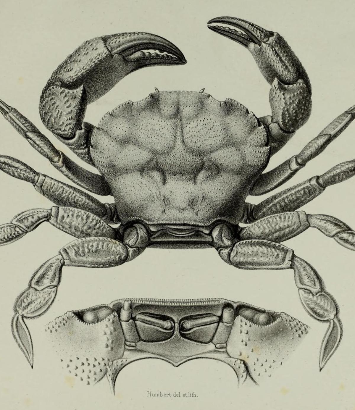 Line Engraving Effect - image 14 - student project