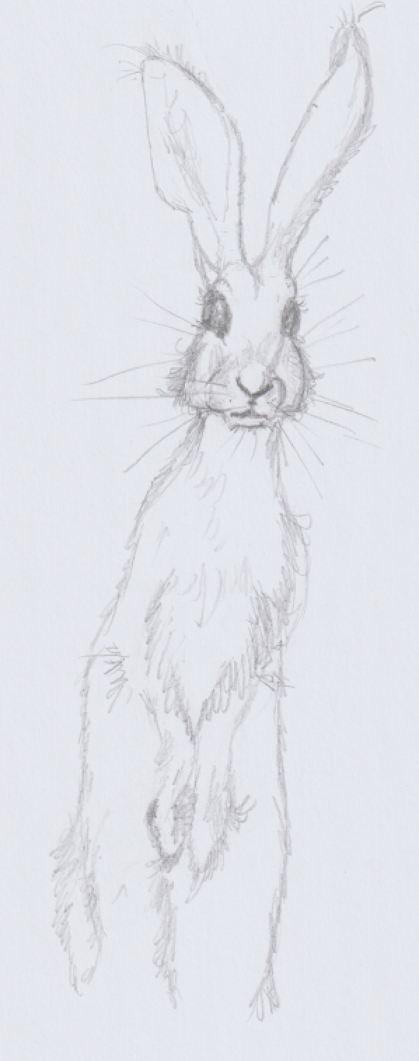 Lost Easter bunnies - image 3 - student project