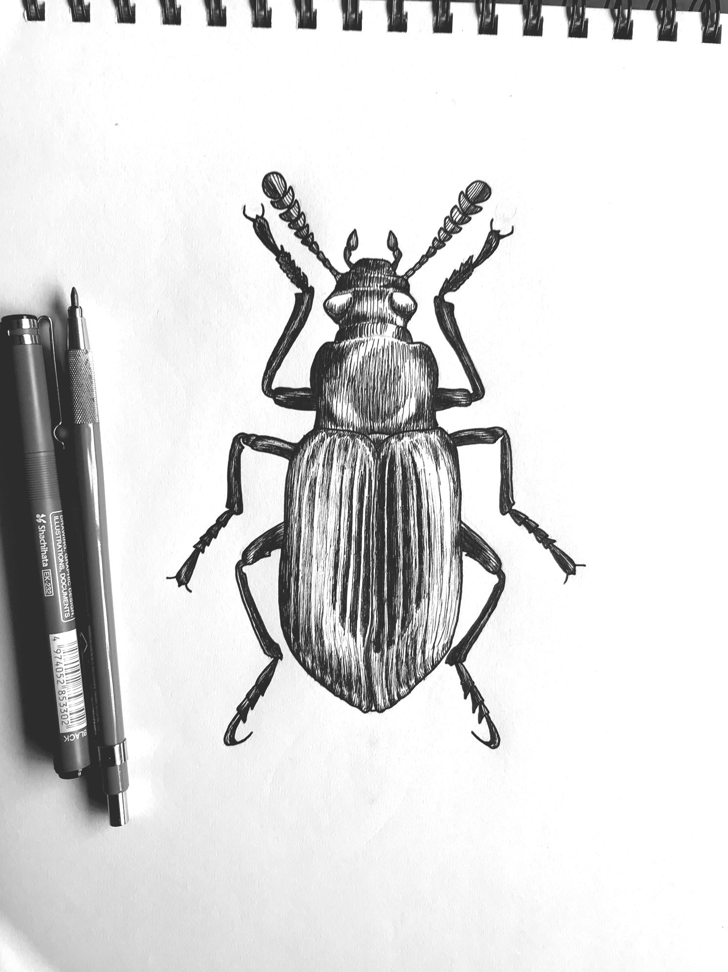 Pen & Ink Beetle - image 2 - student project