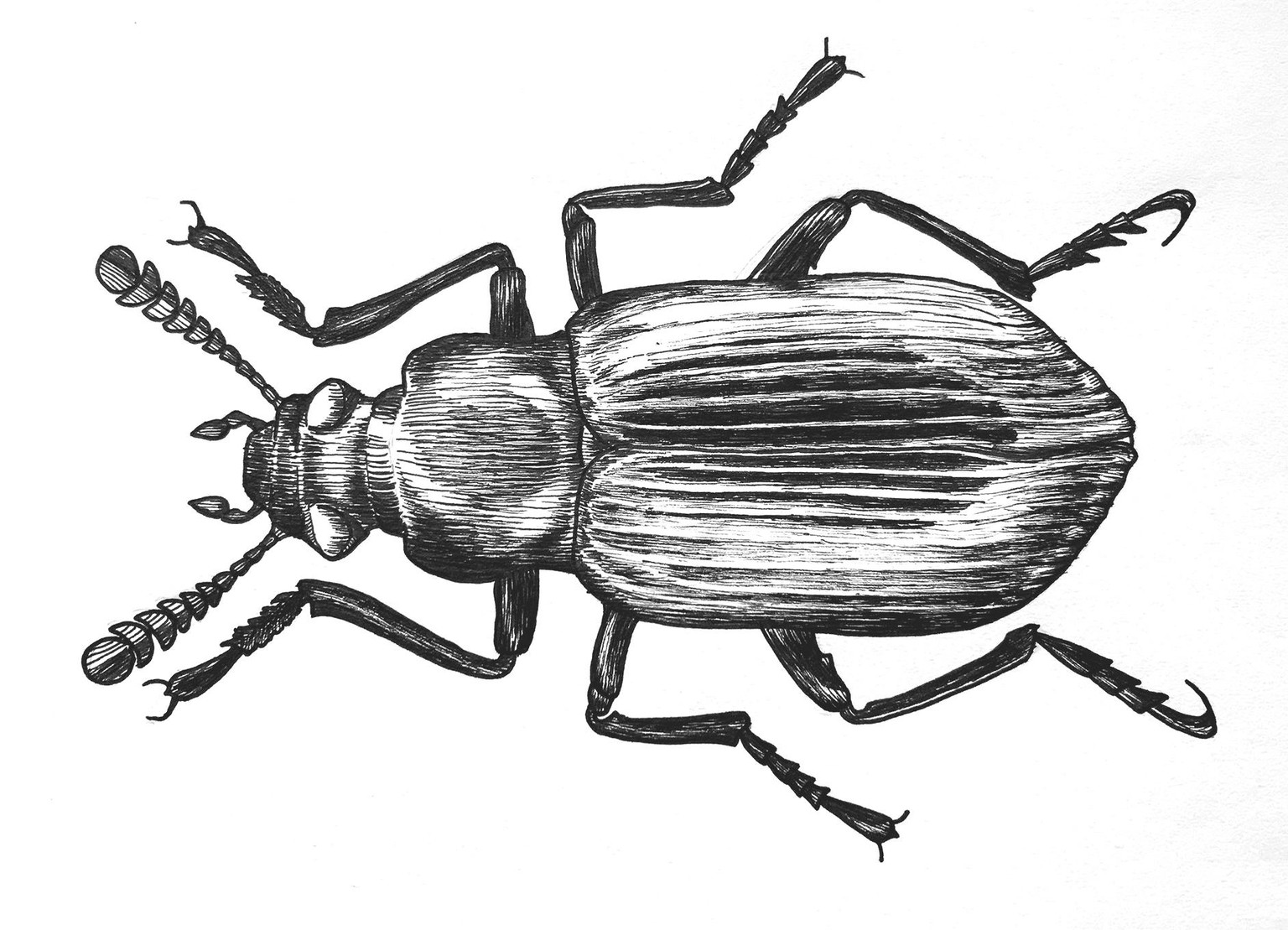Pen & Ink Beetle - image 1 - student project