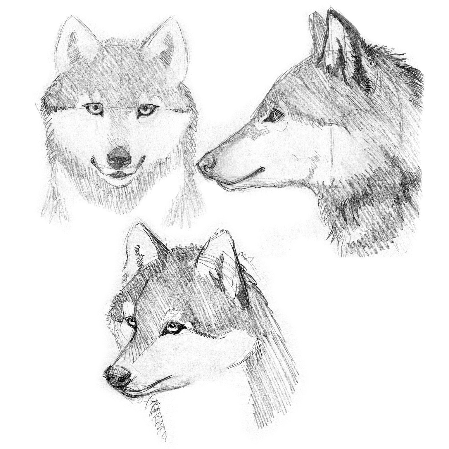 Wolves - image 1 - student project