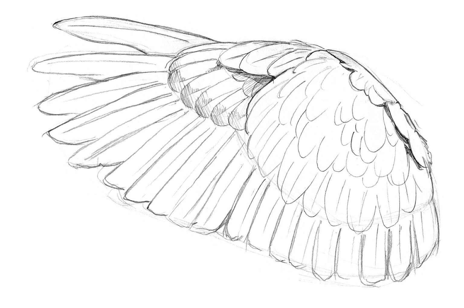 Owls - image 2 - student project
