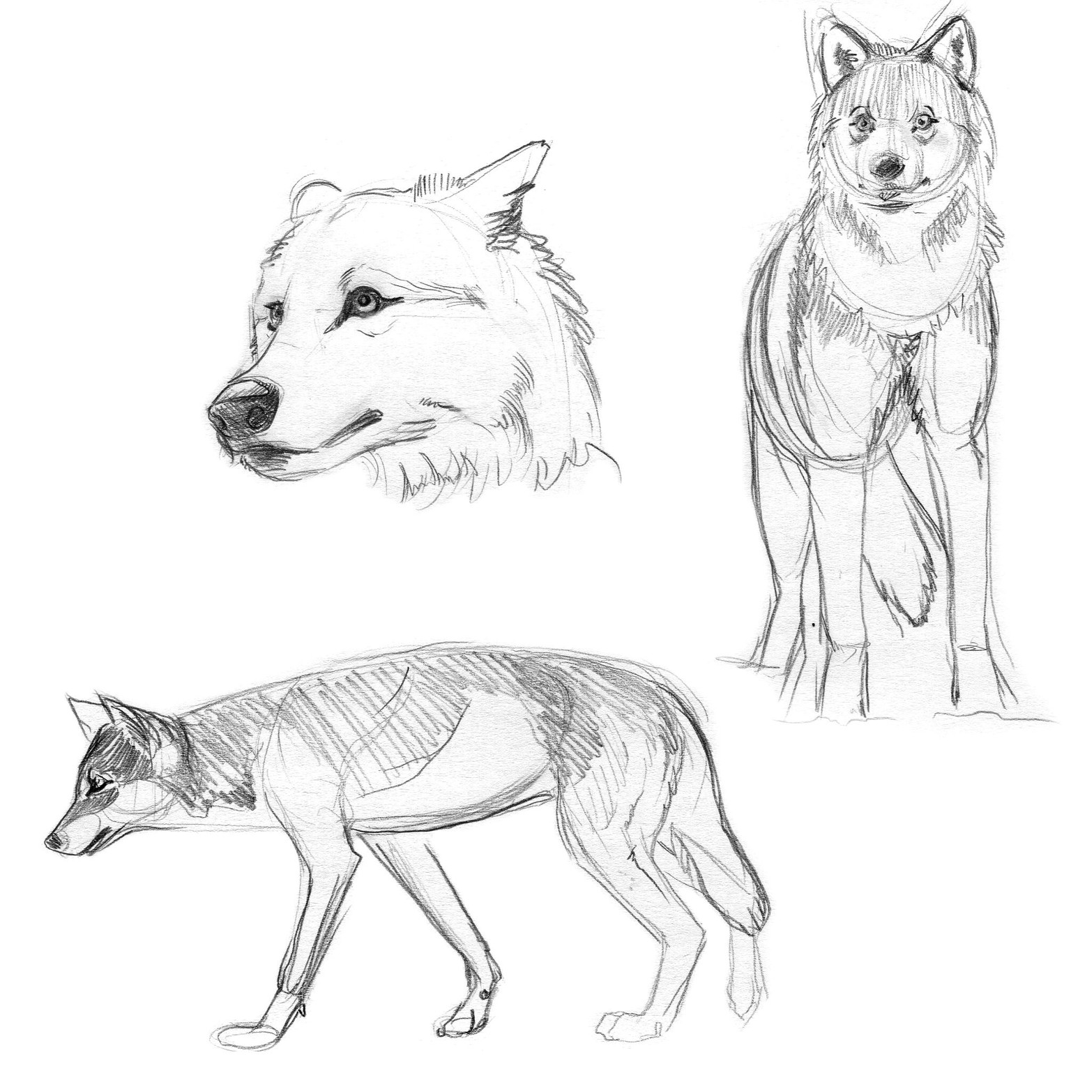 Wolves - image 4 - student project
