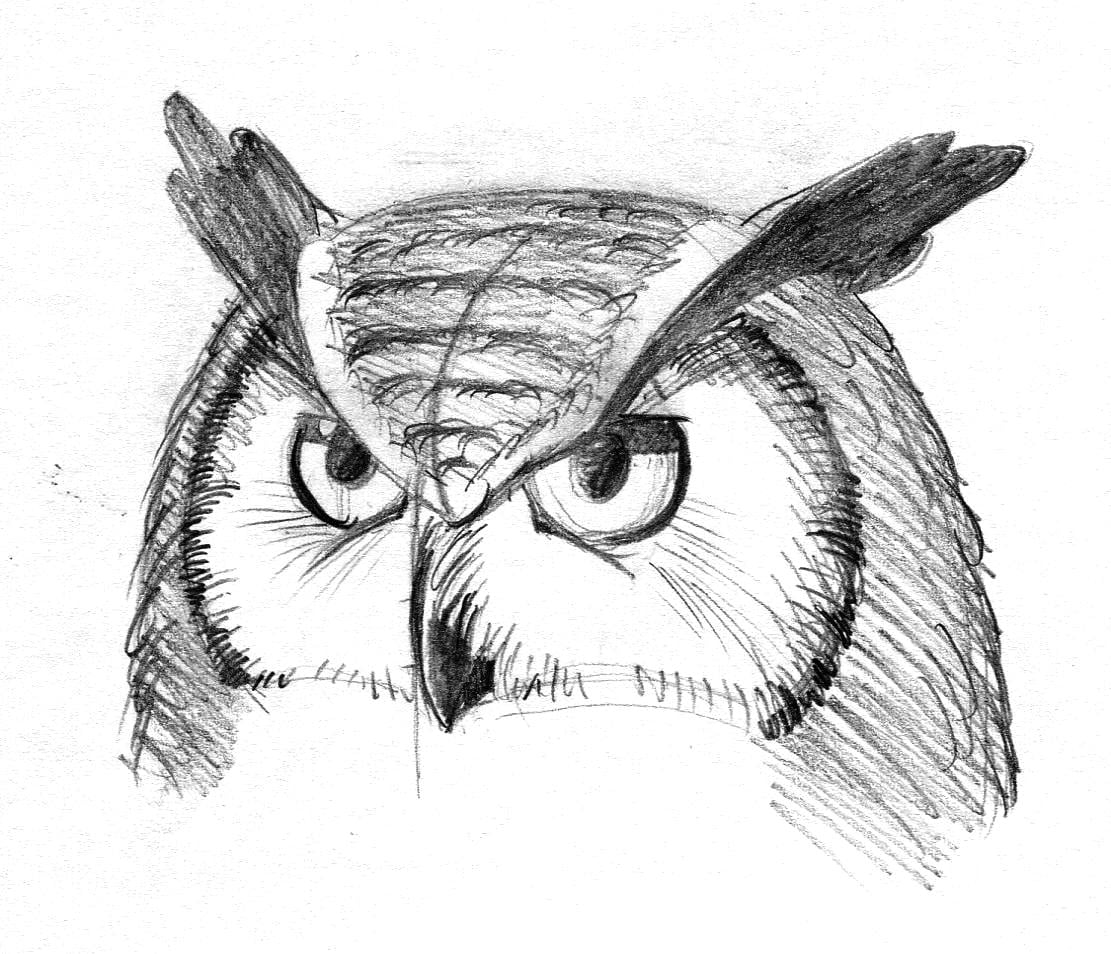 Owls - image 4 - student project