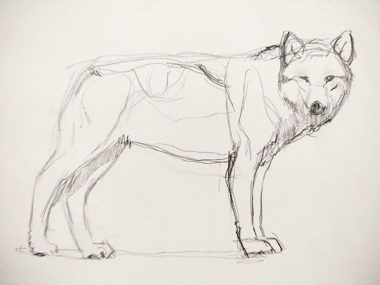 Wolves - image 3 - student project