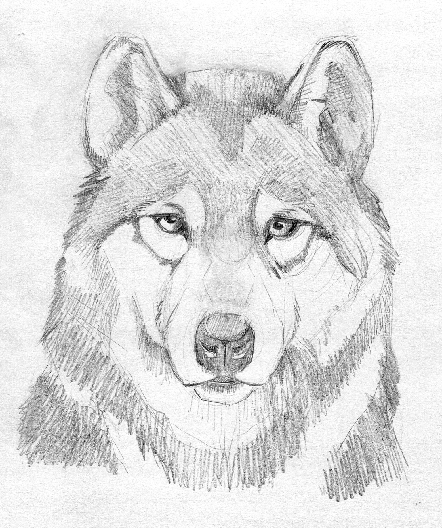 Wolves - image 9 - student project