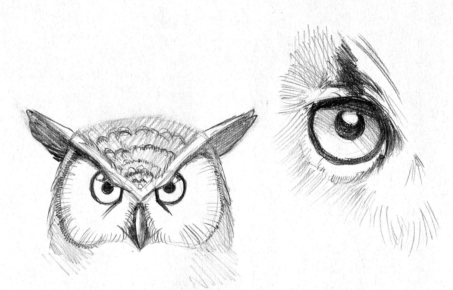 Owls - image 3 - student project