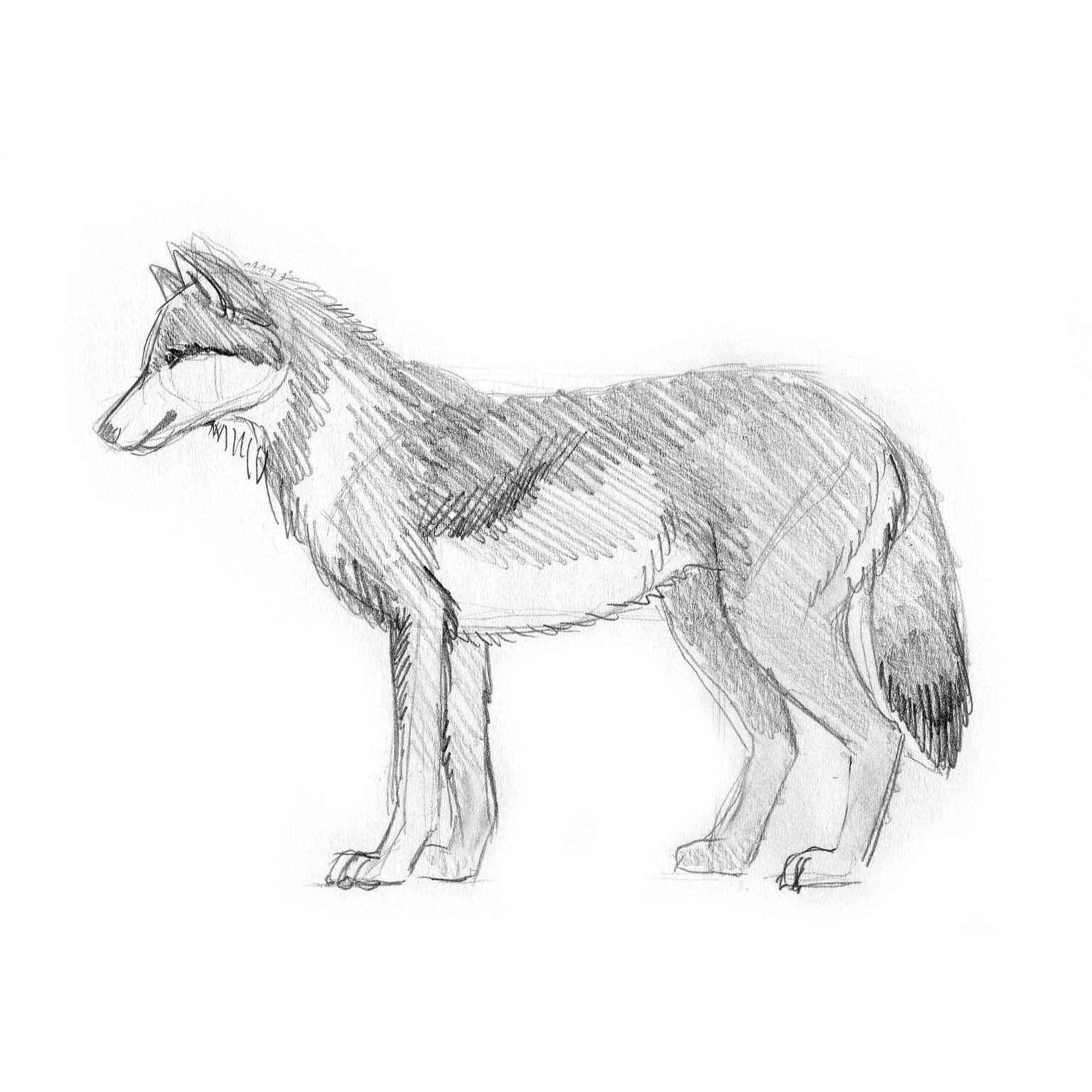 Wolves - image 2 - student project