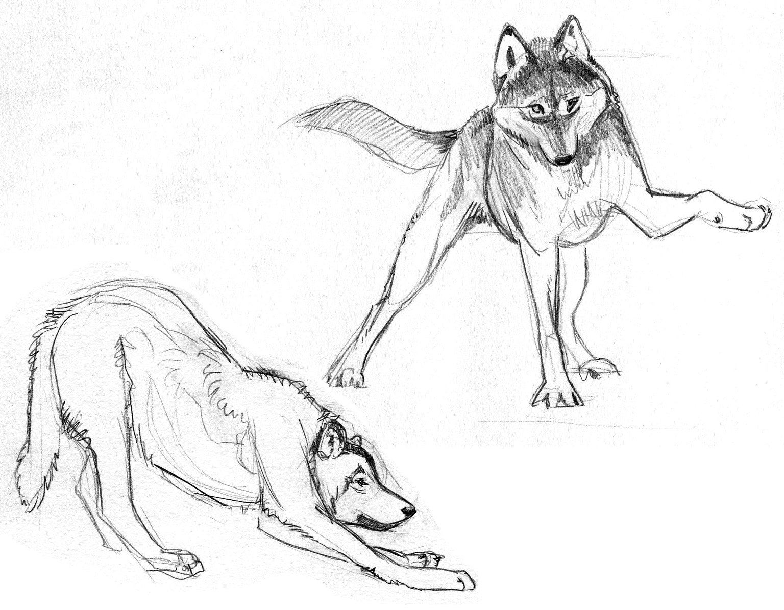 Wolves - image 7 - student project