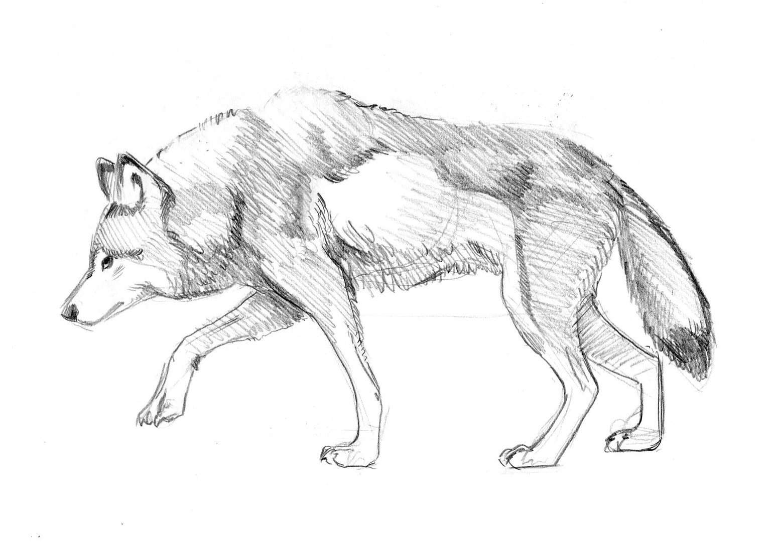 Wolves - image 8 - student project