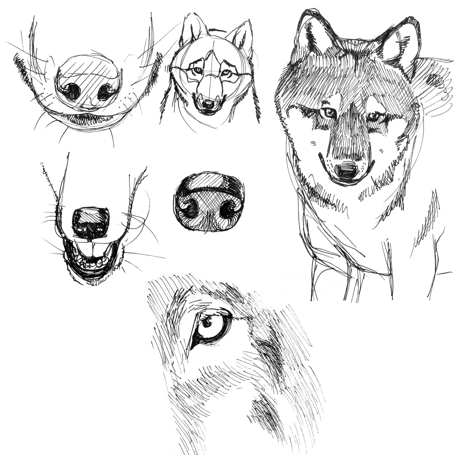 Wolves - image 6 - student project