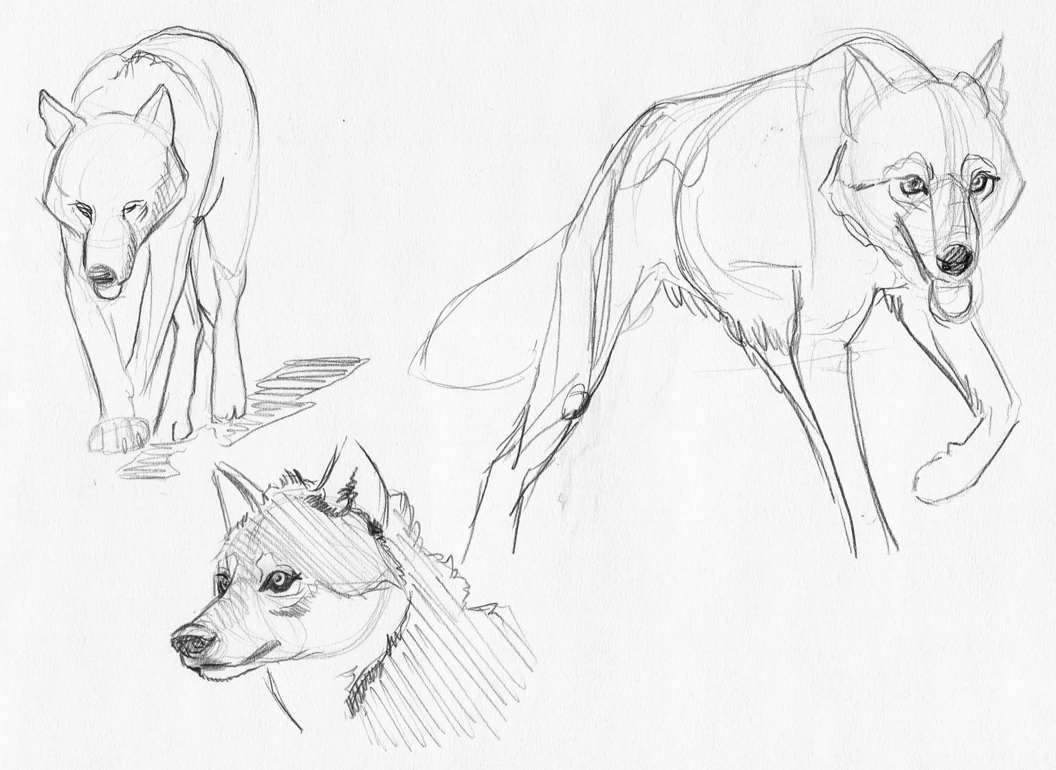 Wolves - image 5 - student project
