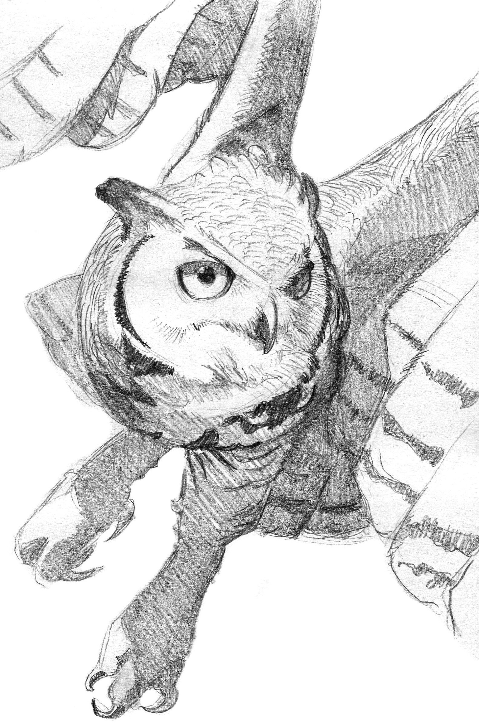 Owls - image 6 - student project