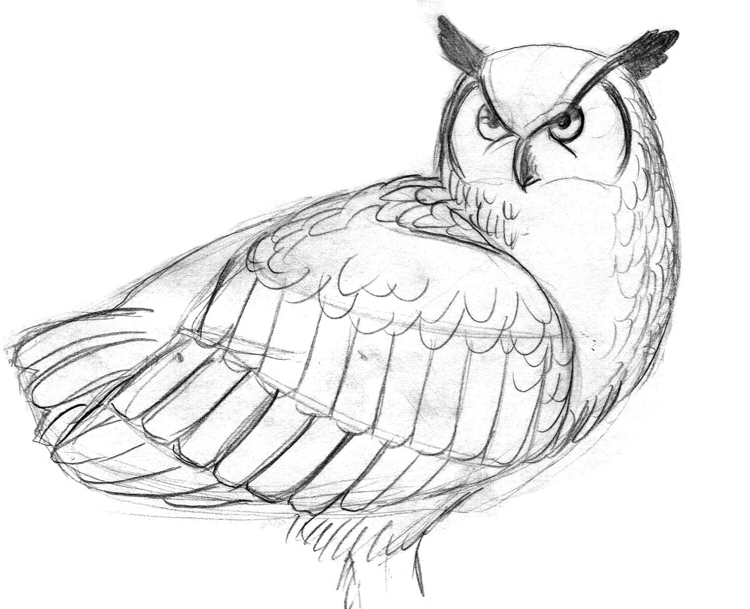 Owls - image 5 - student project