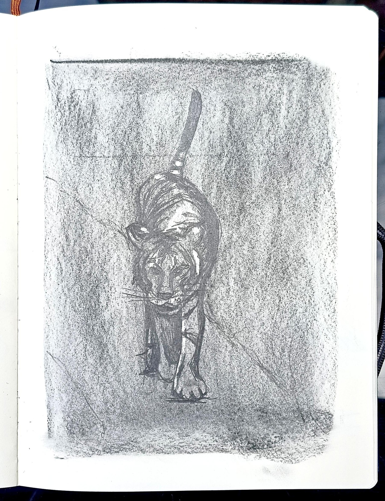 Drawing animals - image 2 - student project