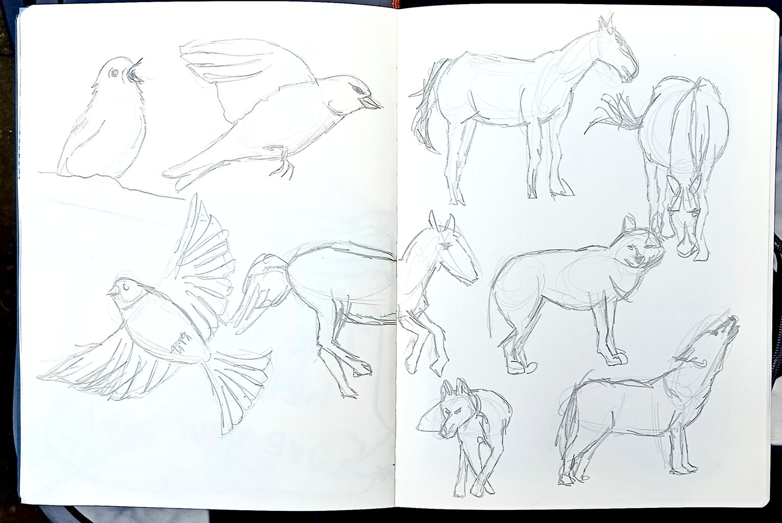 Drawing animals - image 3 - student project