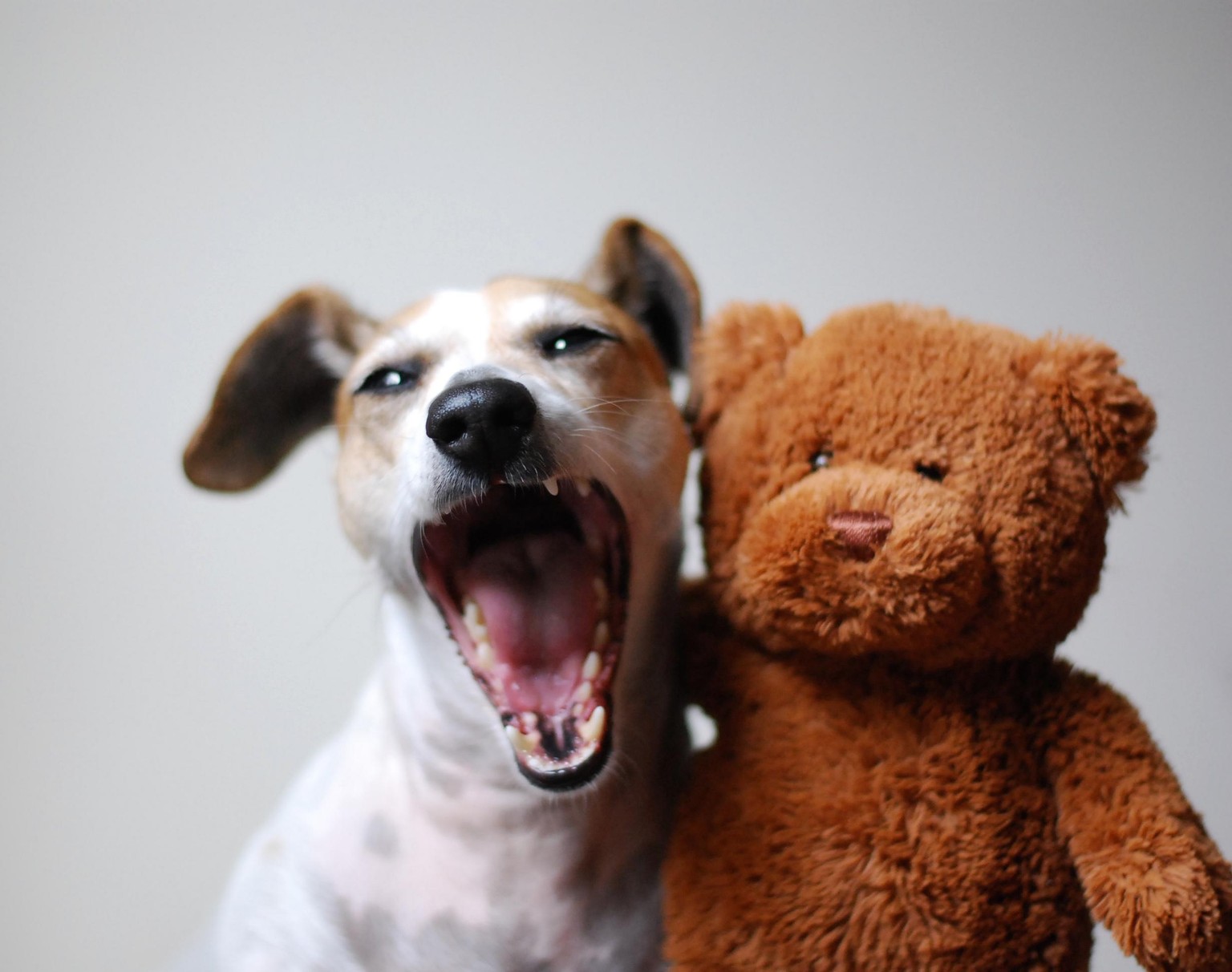 Lotte and the Bear - image 3 - student project