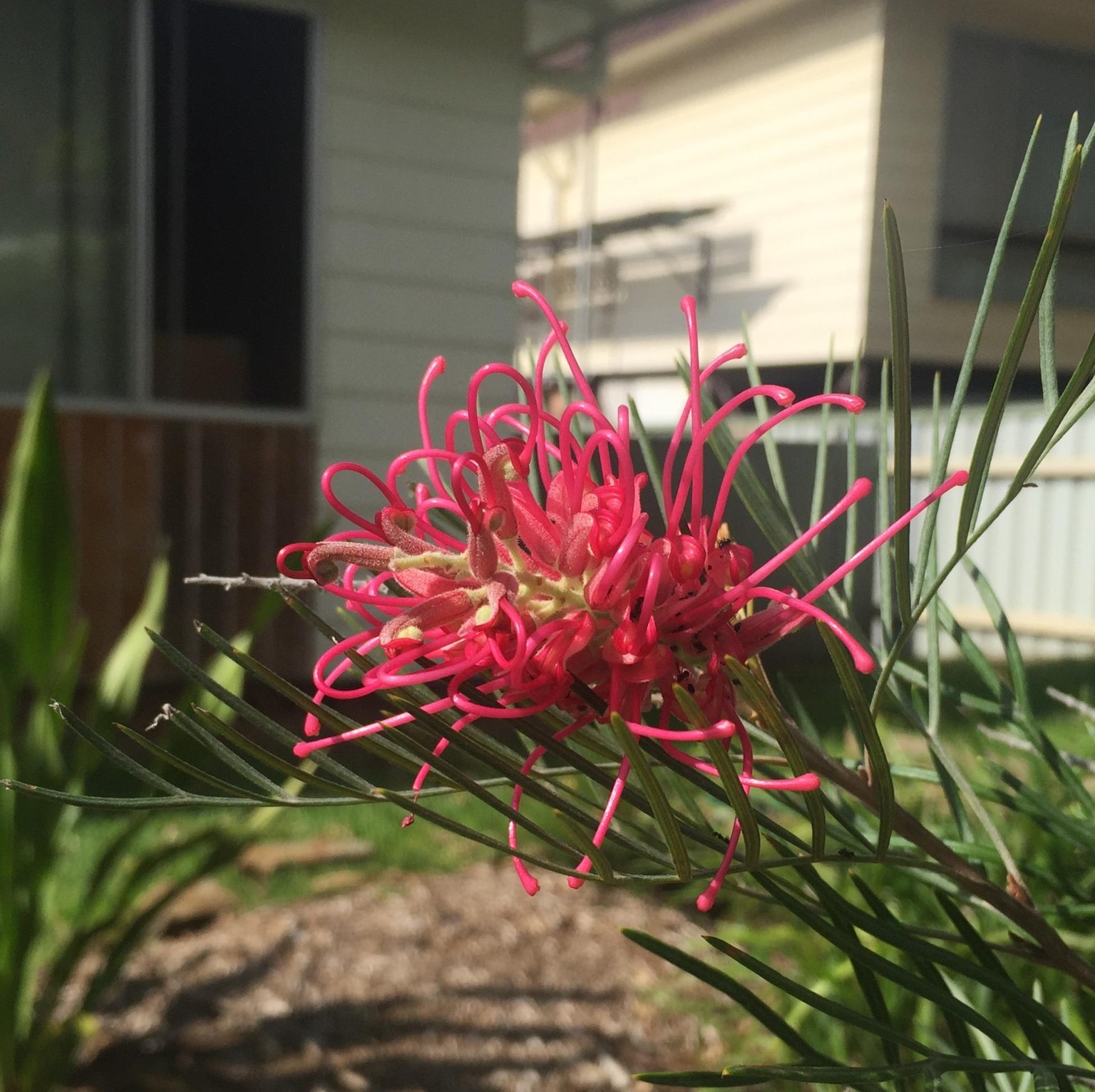 Birds in the Grevillea - image 1 - student project