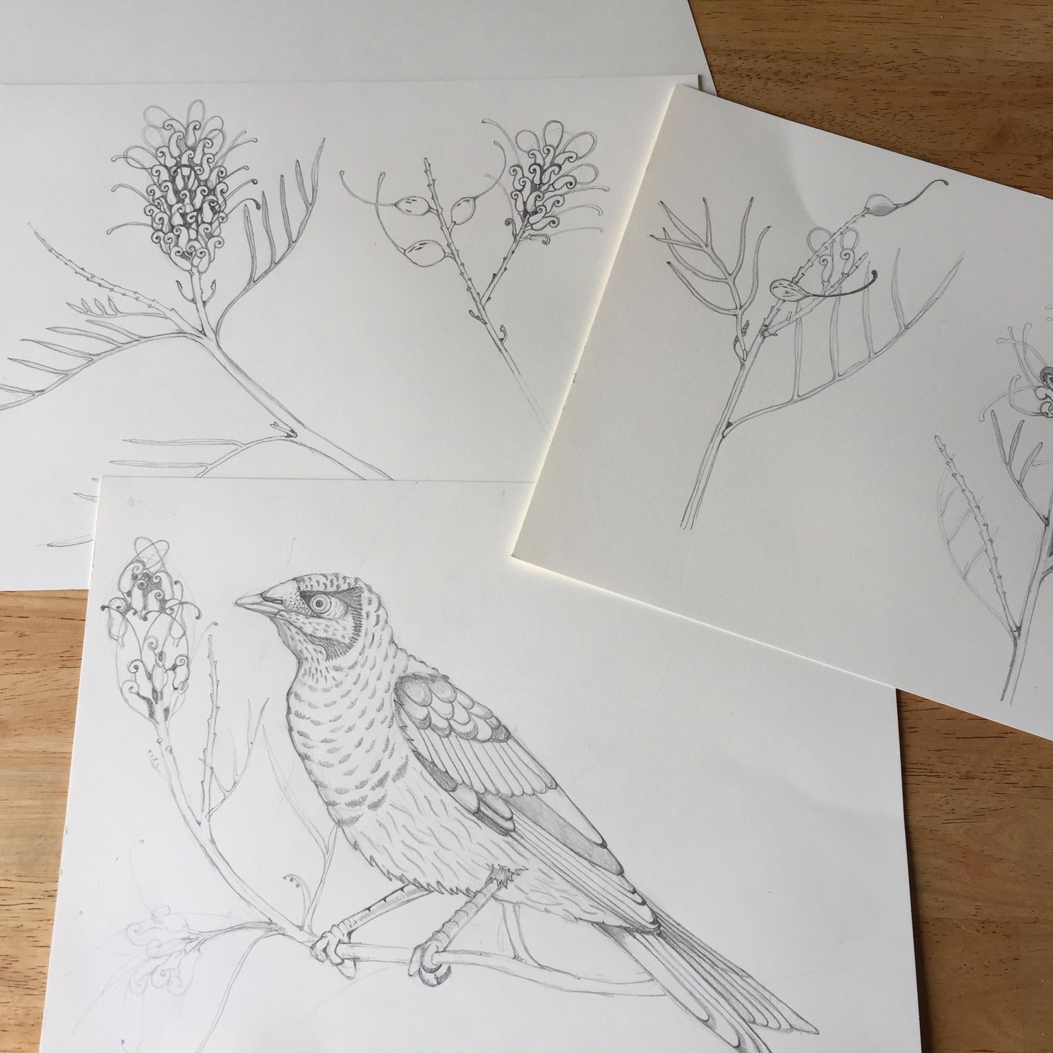 Birds in the Grevillea - image 2 - student project