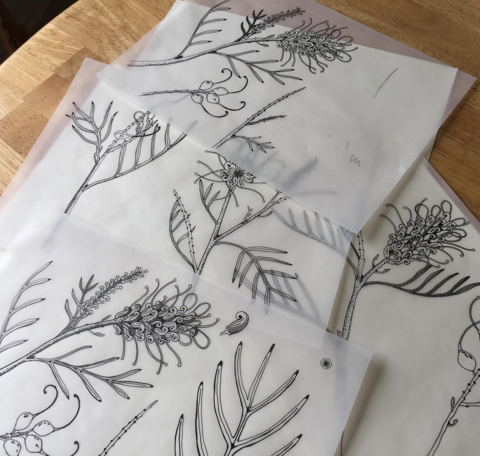 Birds in the Grevillea - image 3 - student project