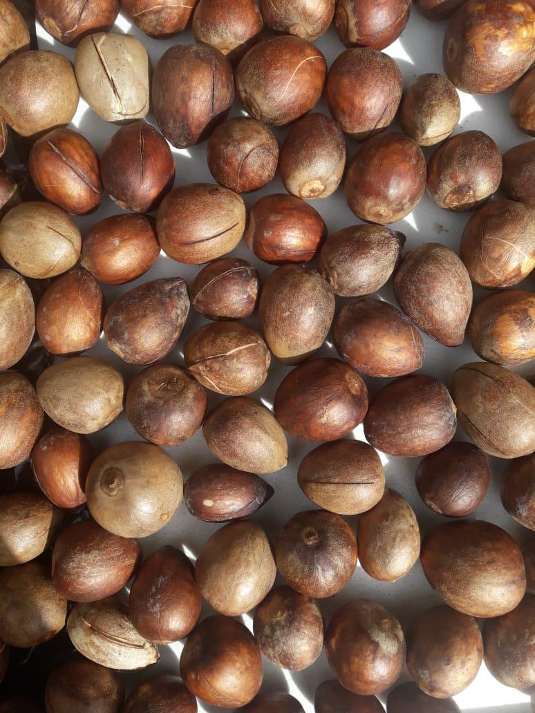 Avocado Pit Dye - image 1 - student project