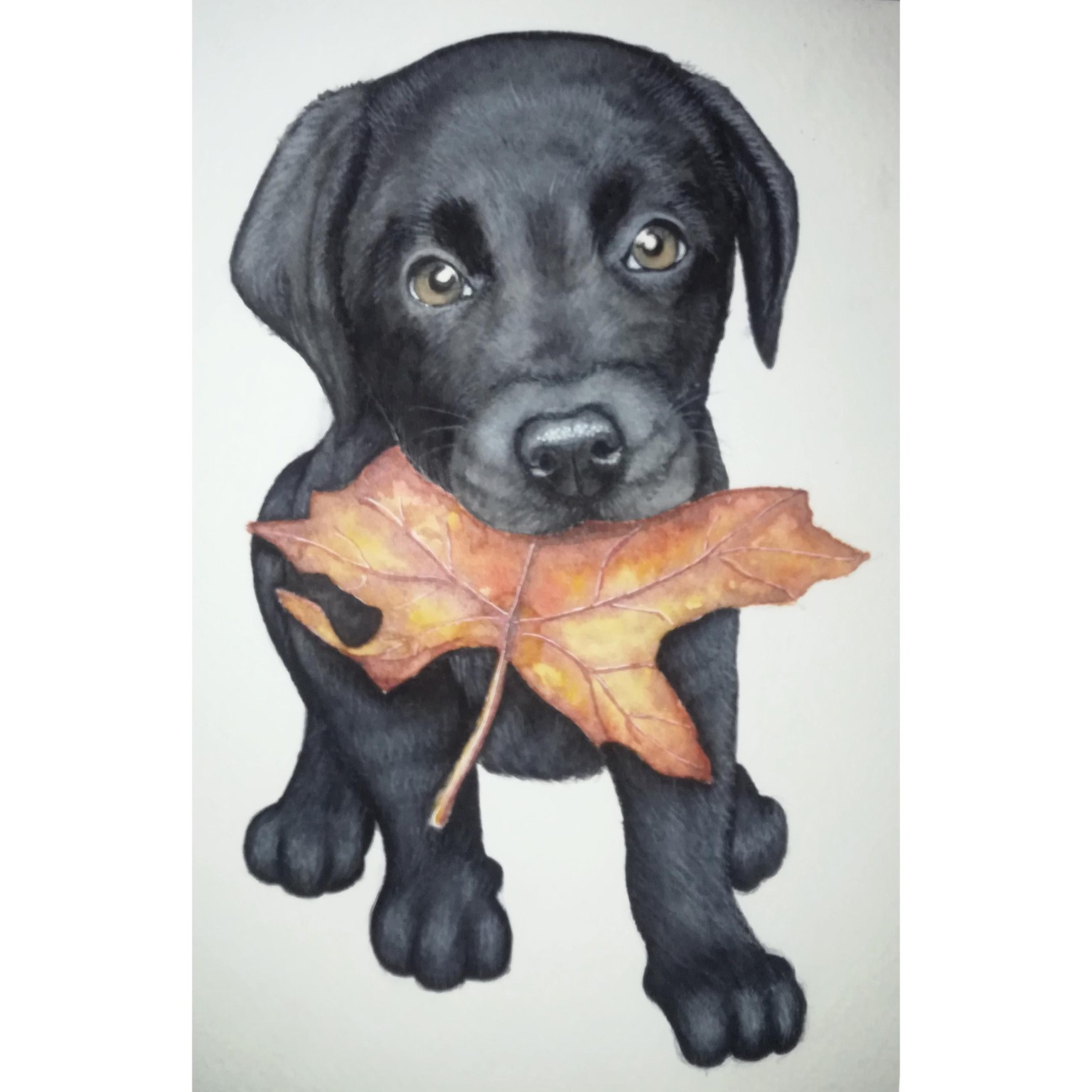 Pequeño Labrador - image 1 - student project