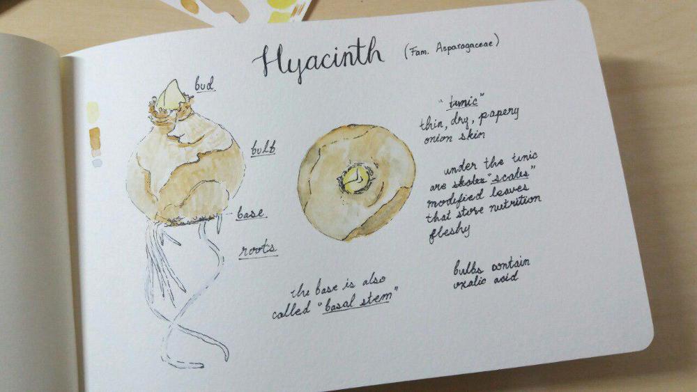 Starting a nature sketchbook - image 2 - student project