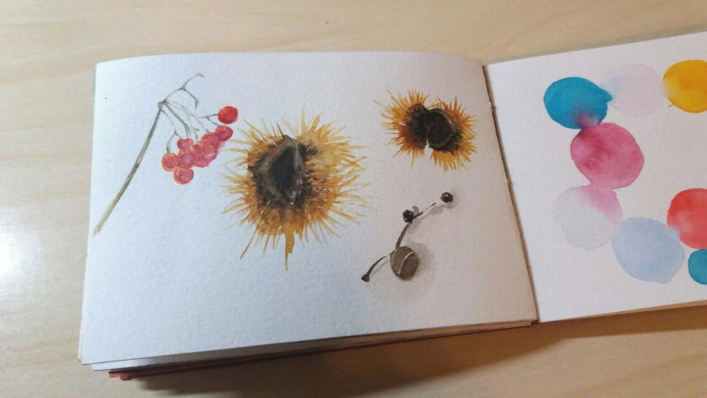 Starting a nature sketchbook - image 1 - student project