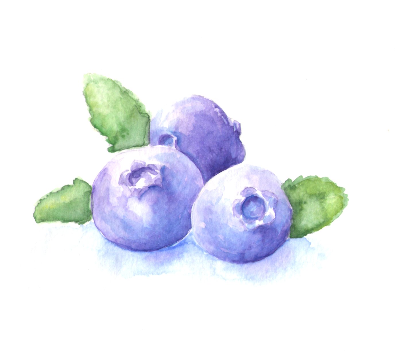 blueberries - image 1 - student project