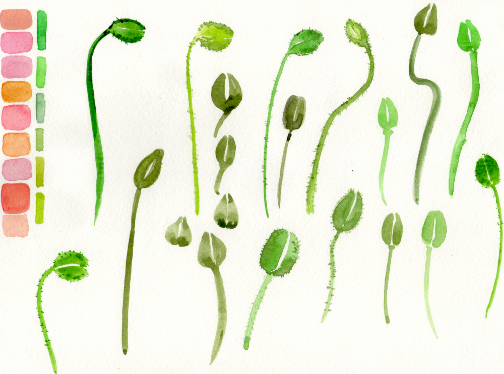 Poppies - image 1 - student project