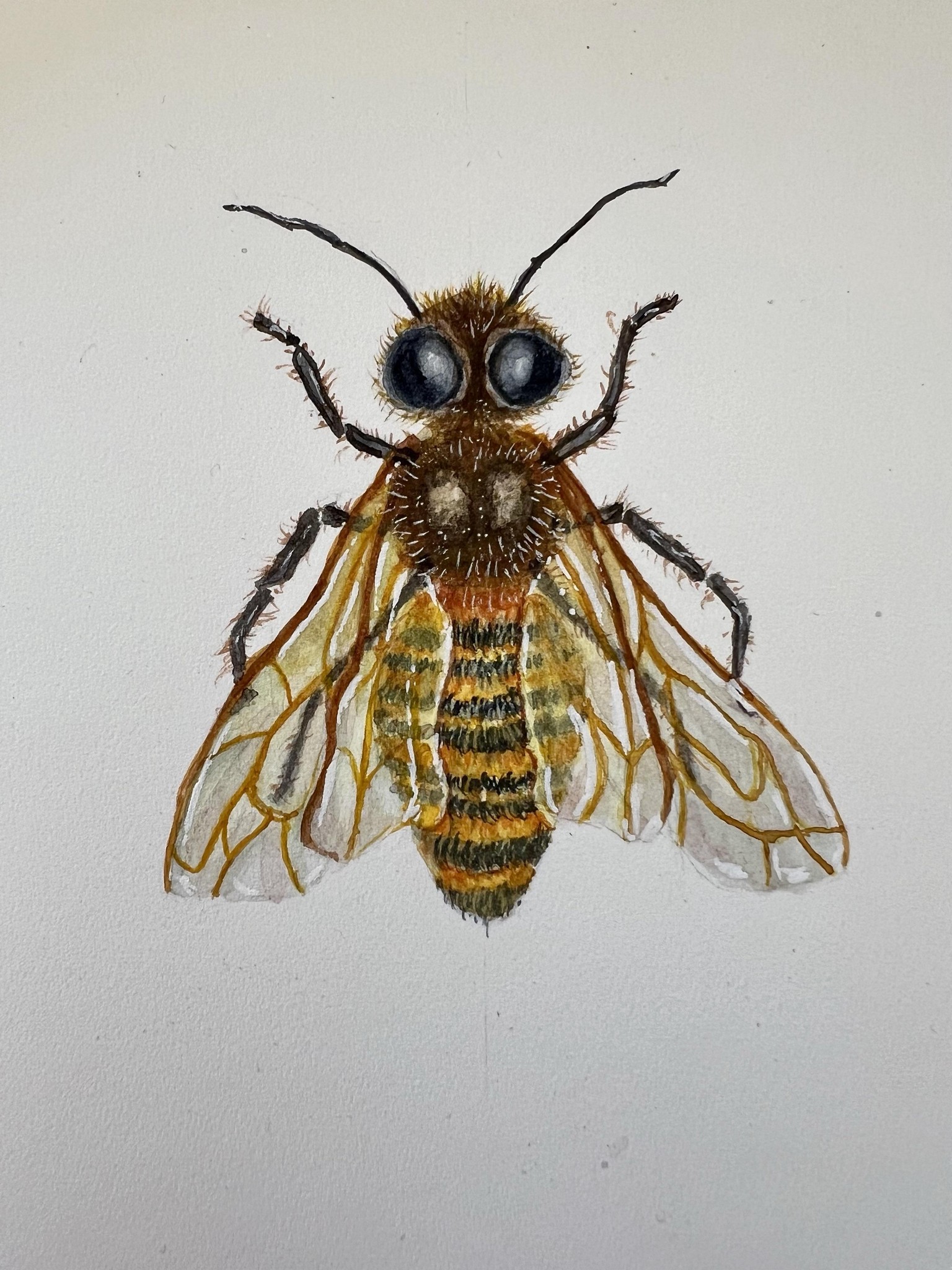 Honey bee - image 1 - student project