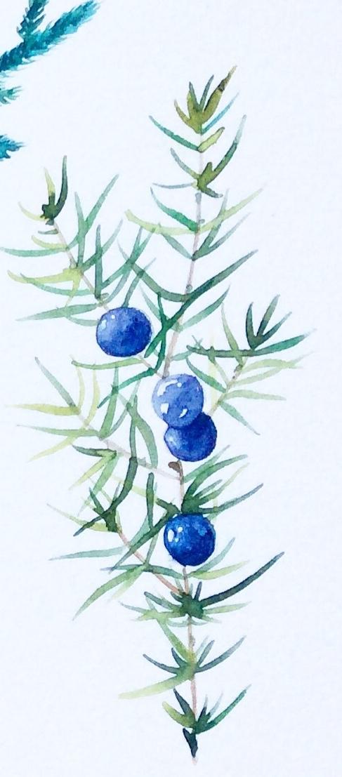 Winter greenery - image 3 - student project