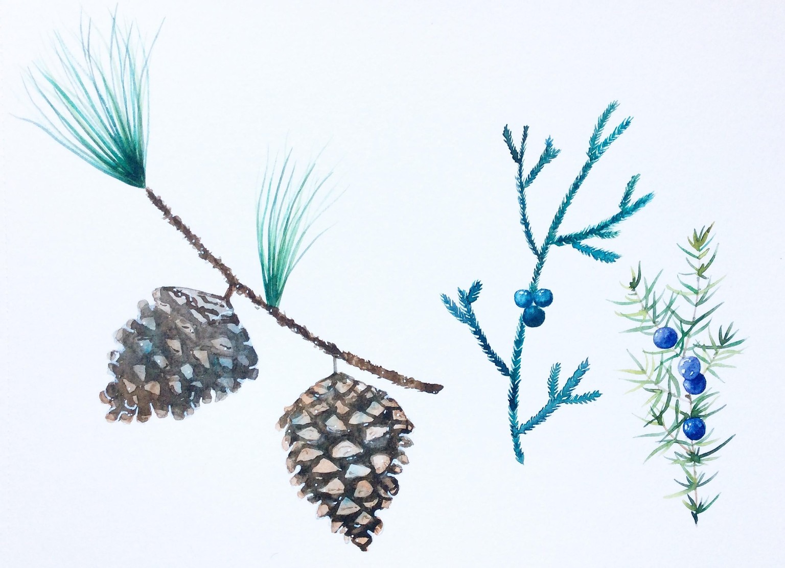 Winter greenery - image 1 - student project