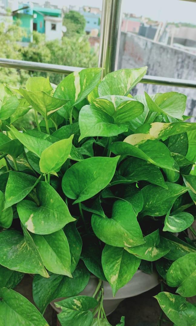 My Plant - image 1 - student project