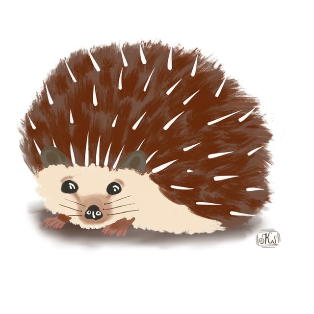 My hedgehogs - image 2 - student project