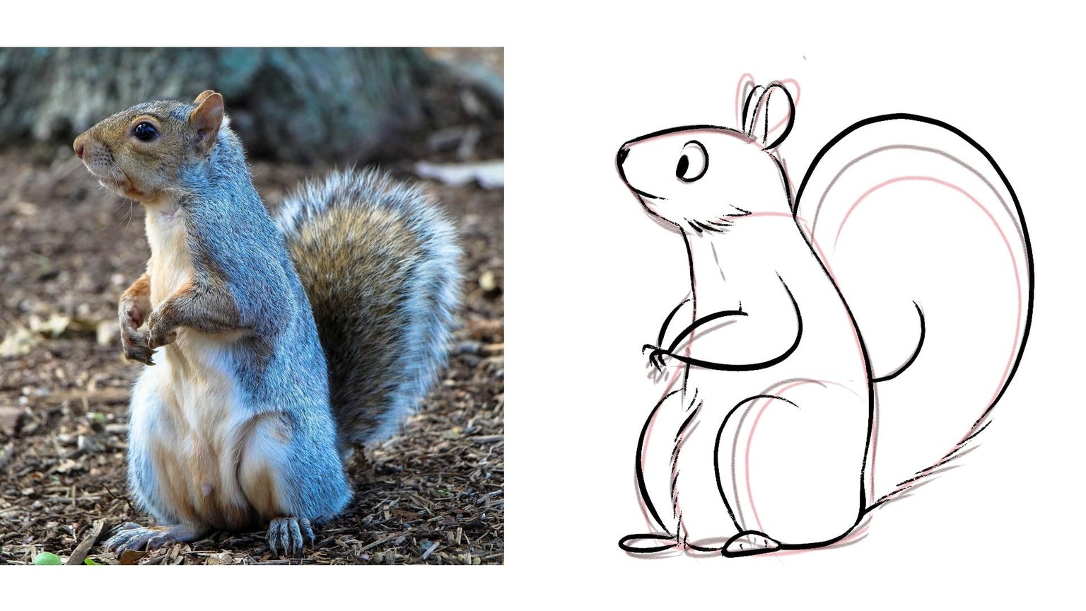 My Cute Little Squirrel! - image 4 - student project