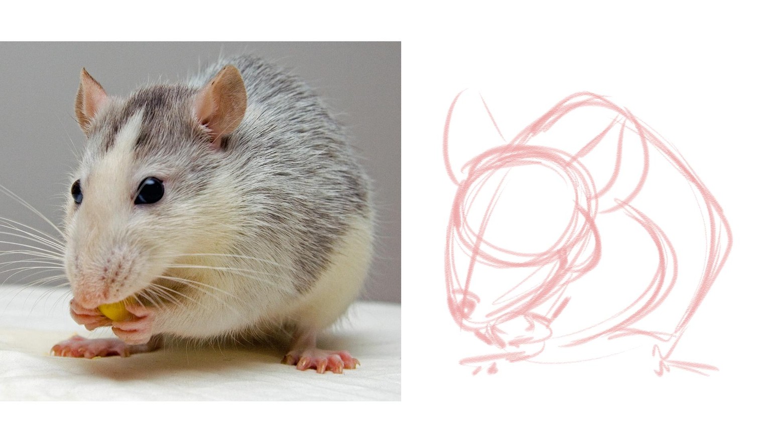 My Cuddly Eating Mouse / Pet Rat! - image 1 - student project